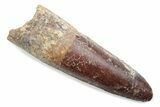 Fossil Spinosaurus Tooth - Real Dinosaur Tooth #370581-1